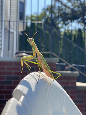 Praying Mantis